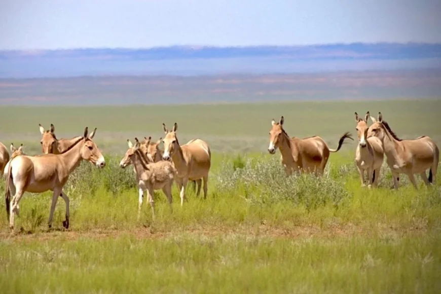 Khulan Return to Mongolia After 65 Years of Railway Barrier