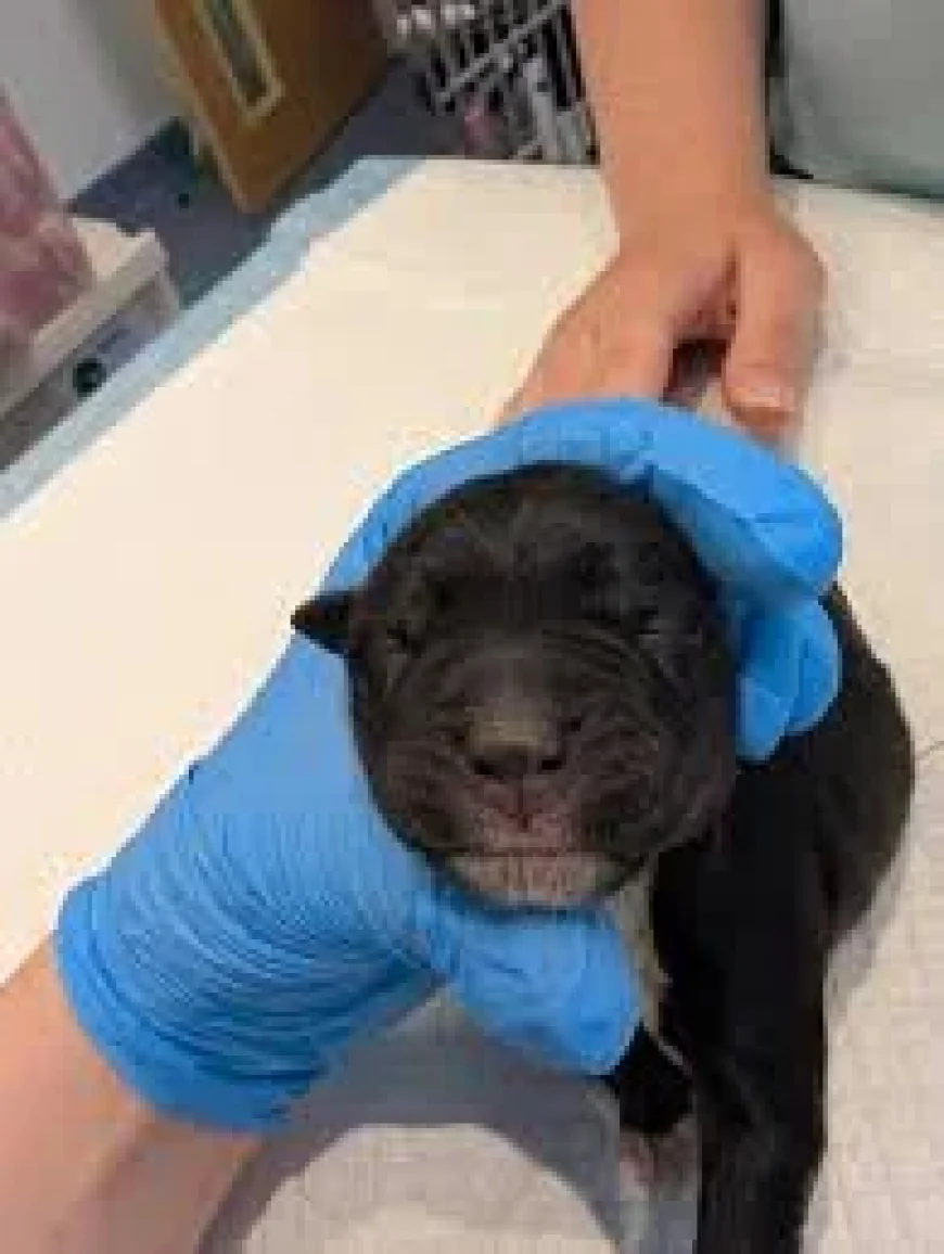 Rspca probes 11 abandoned puppies after three die in Snowdon Park