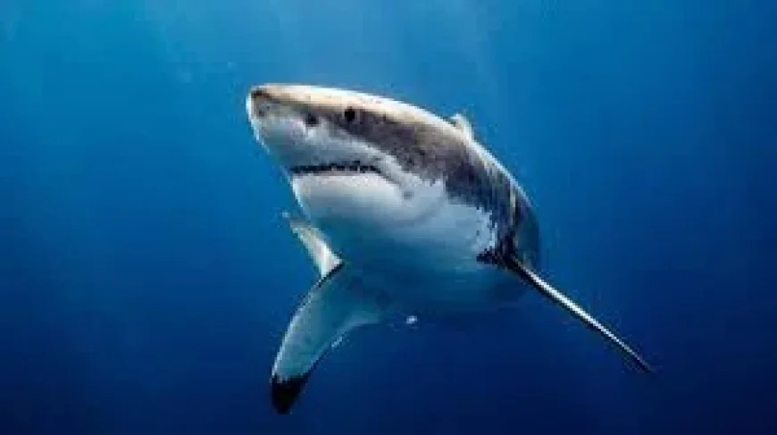 Man in his 30s critical after Rottnest Shark Attack at Geordie Bay