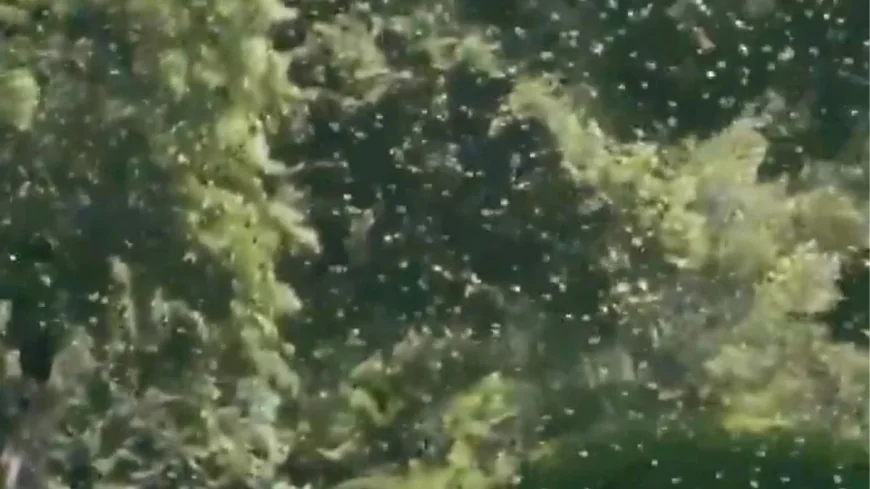 White House Bees Swarm North Lawn After New Colonies Added