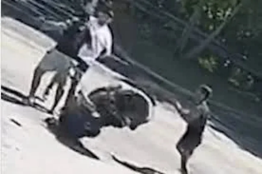 Pitbull Brothers Clash With Asim Zaidi Over Karate Combat 61 Brawls