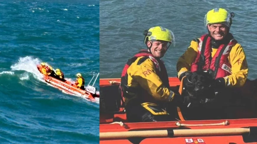 RNLI volunteer rescues dog from rocks in Ilfracombe — Ilfracombe Lifeboat Dog Rescue