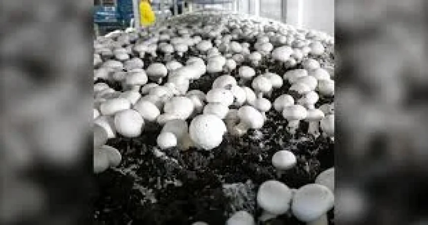 Commerce backs 1.62% to 4.97% Canadian Mushroom Us Tariffs