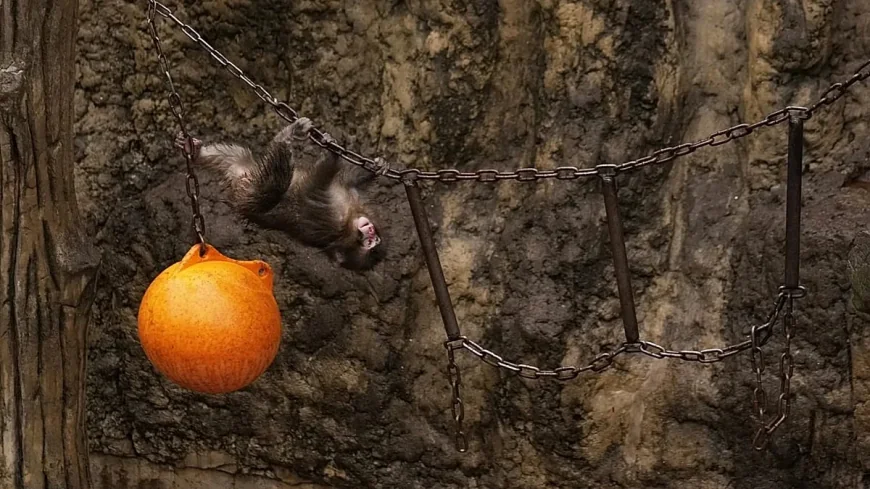 Monkey arrests at Japanese zoo raise questions over Punch enclosure