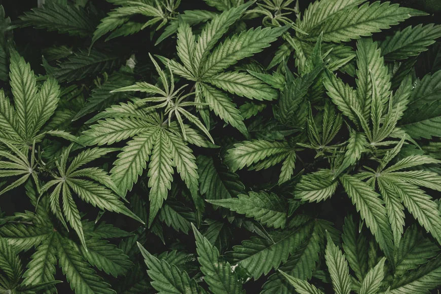 Scientists Advance Hemp-Derived Plastic for Plastic Pollution Alternatives