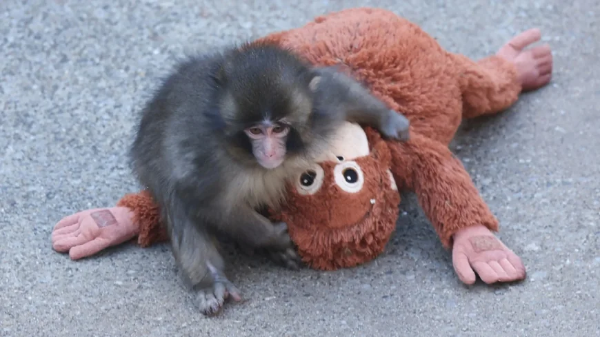 2 US nationals arrested after Punch The Monkey zoo stunt in Ichikawa