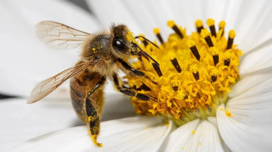 Western Australia celebrates 8am World Bee Day in Perth CBD