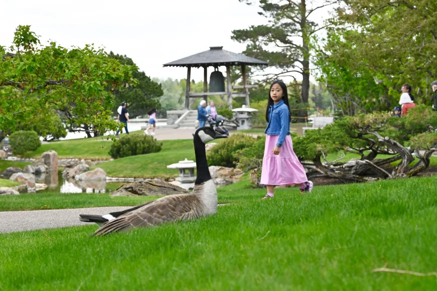 Nikka Yuko Reopens for Victoria Day as Lethbridge Weather Warms