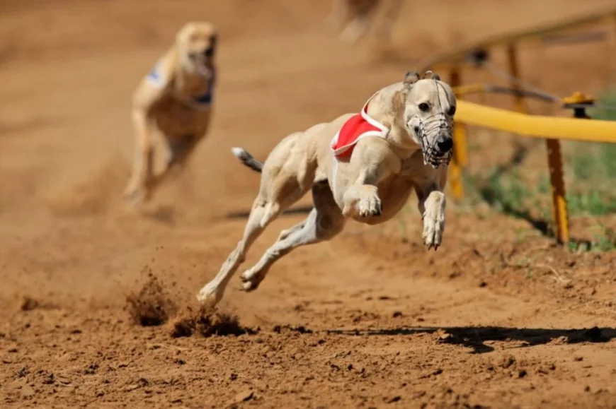 Dr Rebekah Eyers Pushes Greyhound Ban After 1,064 Injuries in SA
