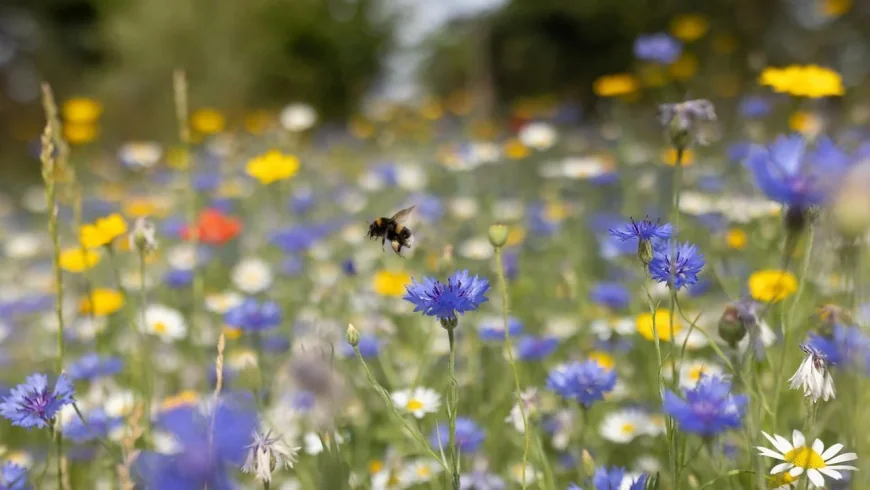 Aberdeen Pollen Count Shows Moderate Levels on Saturday, May 23