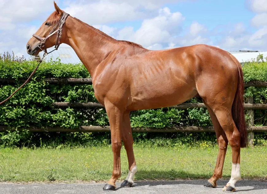 Dan Skelton Spends €500,000 On Isaac Of York And £360,000 Kaiser Ball