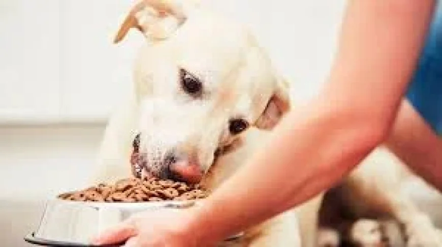 Allprovide recalls 1,500 pounds of Pet Food over plastic risk