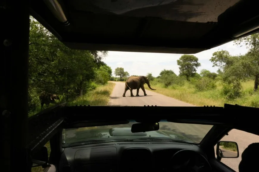 Kera Johnson Filmed Safari Jeep Elephant Charge in Yala