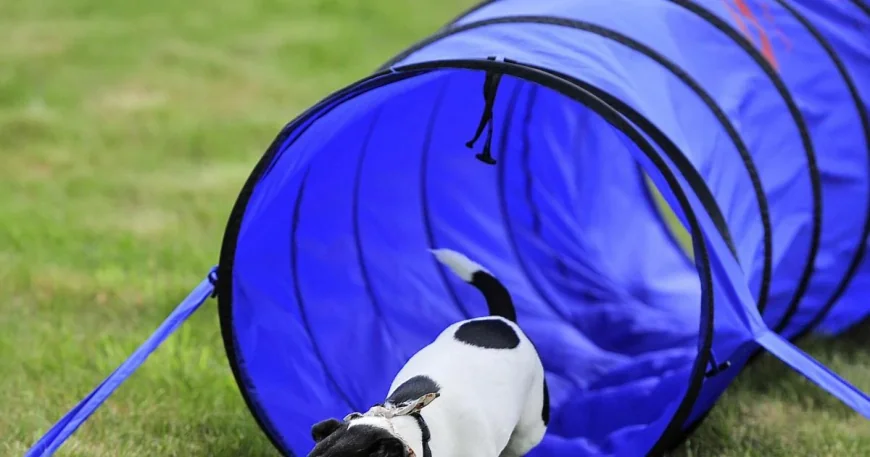 Highfield House postpones Sunday May 25 dog show — Swindon Weather