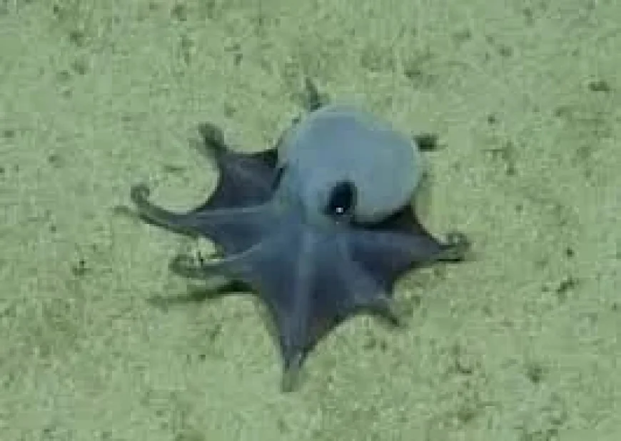 Scientists identify tiny Octopus near Darwin Island in 2015 find