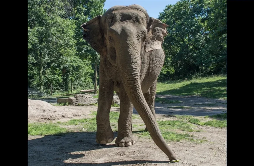Bronx Zoo euthanizes Elephant Happy at 55 years old