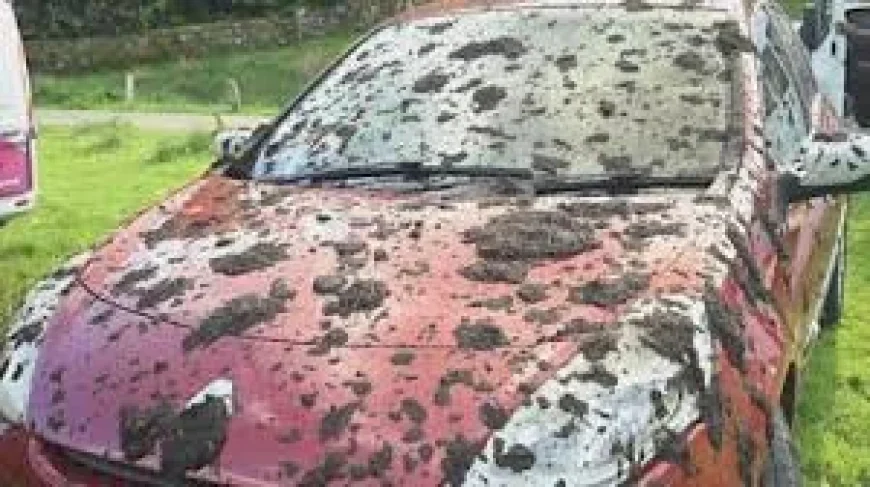 John Atkinson Slurry Covers Dozens of Cars Near Rydal Water
