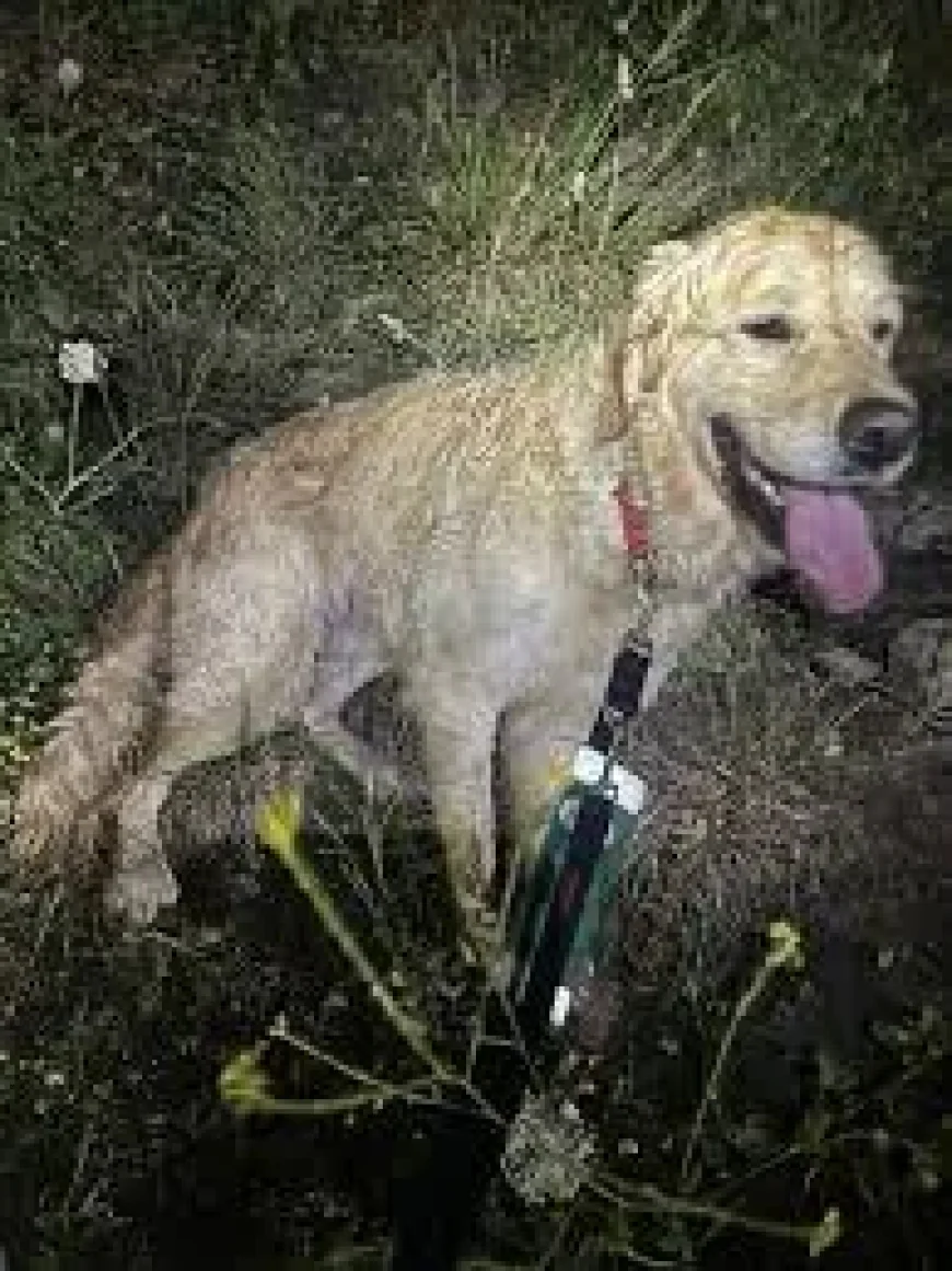 Swanage Coastguard aids Tilly after 120ft fall — Swanage Dog Cliff Rescue