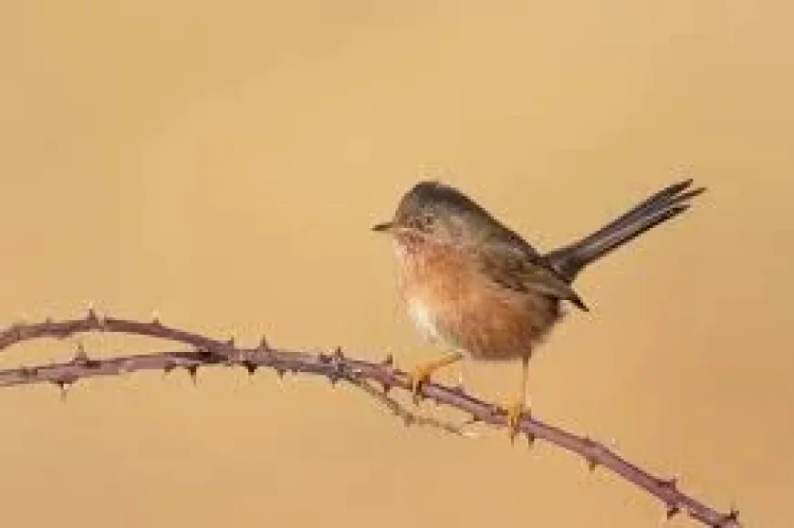 RSPB records 264 Dartford Warbler pairs across 14 sites