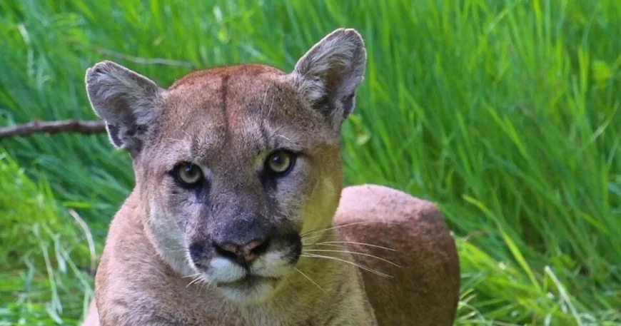 Santa Monica Police Respond to Mountain Lion Santa Monica Backyard Sighting