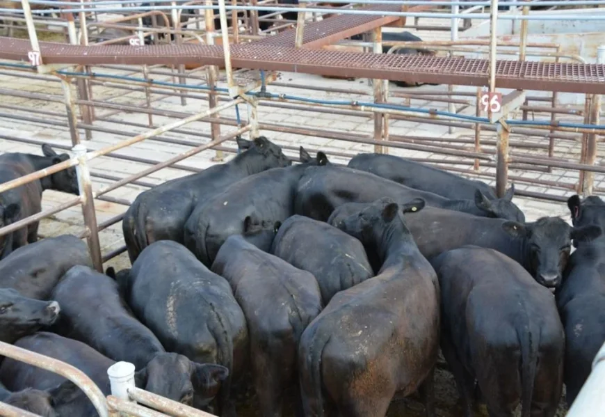 Cattle markets surge after rain in NSW and Queensland