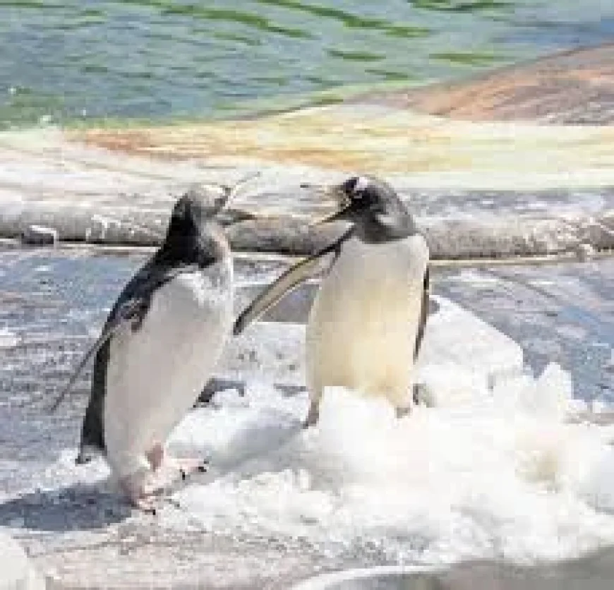 Marwell Zoo uses frozen blood ice blocks to cool London big cats