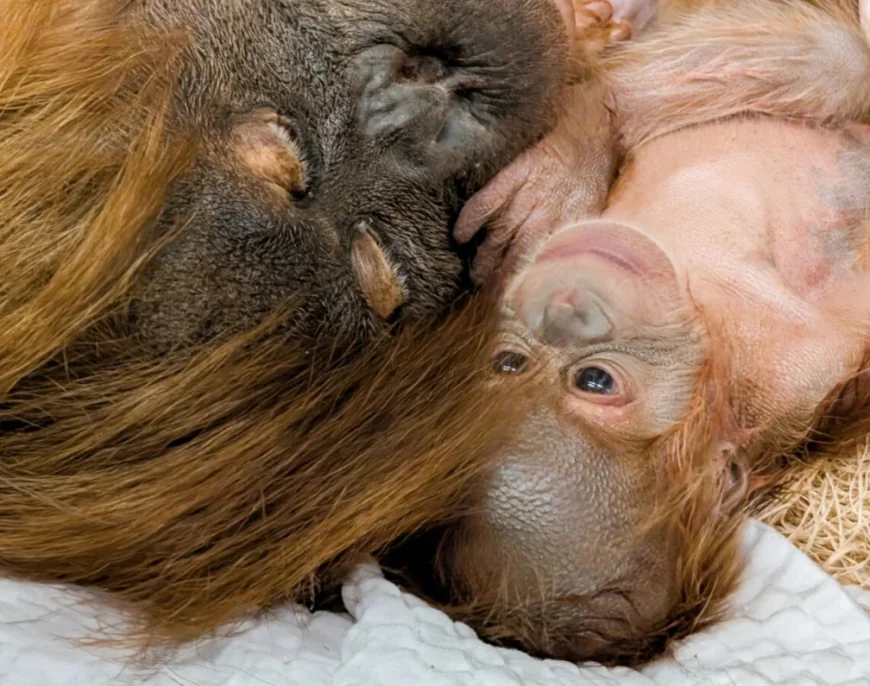Hesty’s baby boy arrives at Denver Zoo, a conservation gain