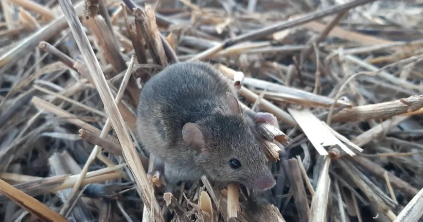 Cosgrove Says Australia Mouse Plague Farmers Face 14,000-Hectare Losses