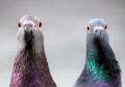 Scientists Map Pigeon Compass to Liver Immune Cells
