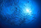 Pacific Ocean Leads Five Basins at 168,723,000 Square Kilometers — Ocean