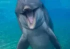 SeaWorld San Diego says Dolphin Dottie dies at 39