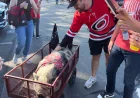 Mark Stone urges patience as Golden Knights Vs Hurricanes open Game 1