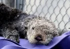 Clamato the Sea Otter Reaches Vancouver Care After Tofino Rescue