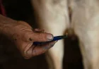 USDA Detects First U.S. Gusano Barrenador Case in Texas Calf