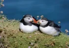 Bank of England Opens Vote For Animals On Bank Notes, Shortlists 18 Species