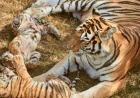 BBC Earth footage shows two tiger mothers sharing cub care — Tiger Island Bbc