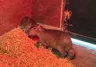 Marwell Zoo reports several sightings as Samba Capybara Escaped Marwell