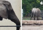 Tembo dies after 50 years at Topeka Zoo, Cameron Park Zoo shifts