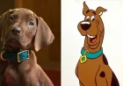 Scooby Doo Origins draws backlash over live-action Great Dane choice