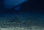 Aaron Judah Reports 2 Live Goblin Shark Sightings in Nature — Alan Jamieson Goblin Shark Study