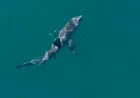 Woman critical after shark bite at Coogee Beach