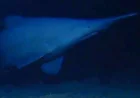 Scientists Film First Wild Goblin Shark in 2019, Study Finds — Goblin Shark Deep Sea Sighting