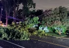 Littmann Says Annapolis Storm Left Nearly 800 Without Power