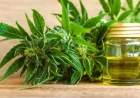 Renewed Attention on ASX Cannabis Stocks as Market Sentiment Improves