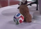 Spain Hold Cape Verde Goalless at 40 Minutes in World Cup 2026 — Cape Verde National Football Team Games