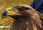 Percy Eagle Dies After Territorial Combat in Scottish Borders