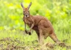 Ministry of Wildlife analyzes safe capture of Wallaby Boucherville