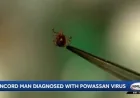 Powassan Virus Can Spread in 15 Minutes After Tick Attachment