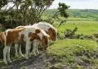 Natural England Urges Rule Change for 1,000 Dartmoor Ponies