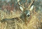 Pennsylvania Game Commission sets June 22 start for 2026-27 licenses